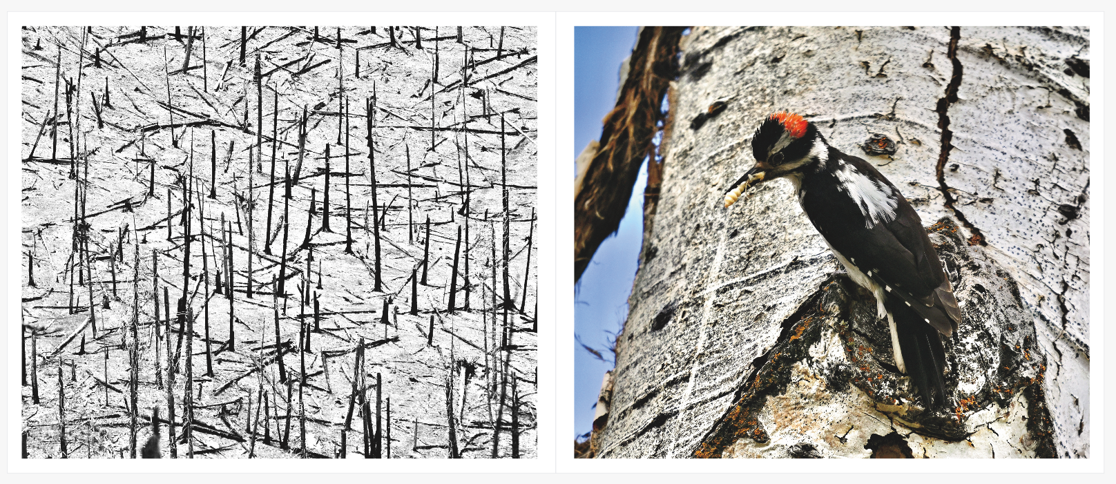 A day of hiking and birding in Northern New Mexico which leads to making prints and making journals of what I have and don't have. Photography